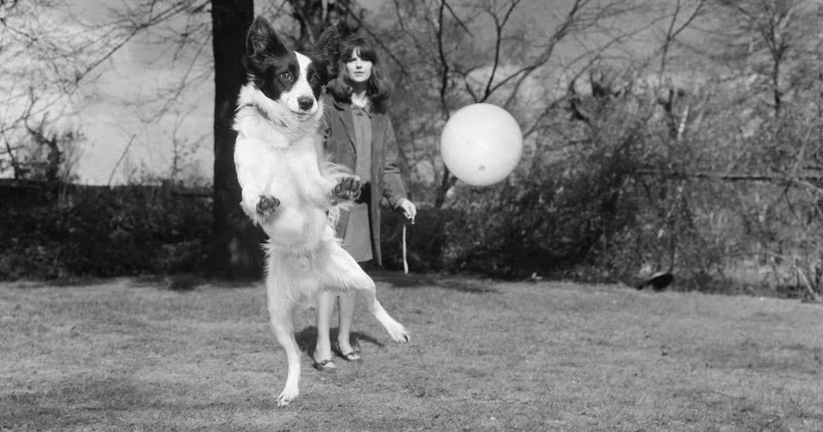 La Coppa del Mondo venne rubata nel 1966 per poi essere ritrovata dal cane Pickles