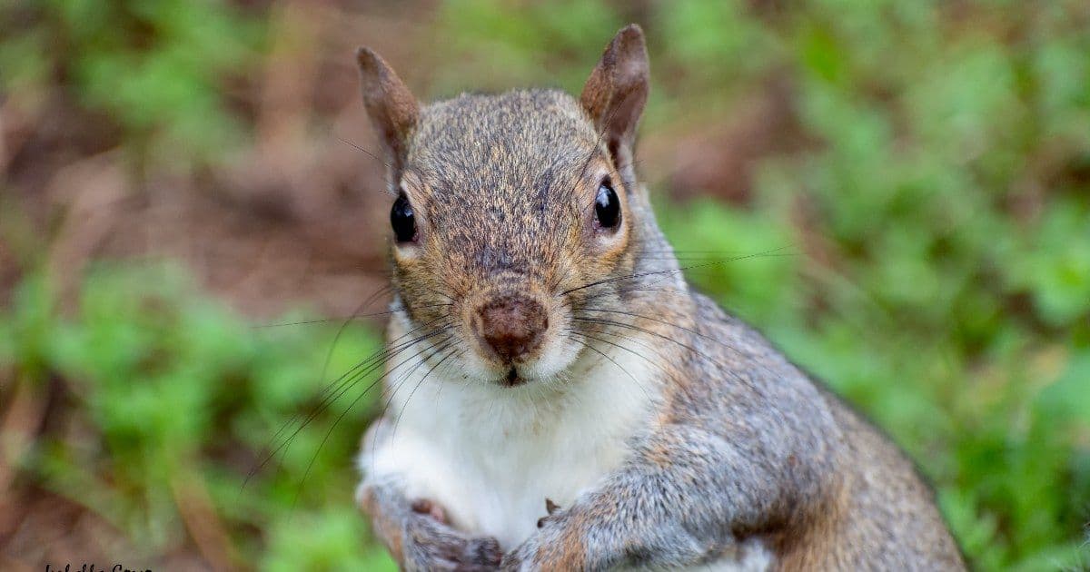 Hull City-Bristol City: lo show è dell'scoiattolo, match sospeso per 10 minuti